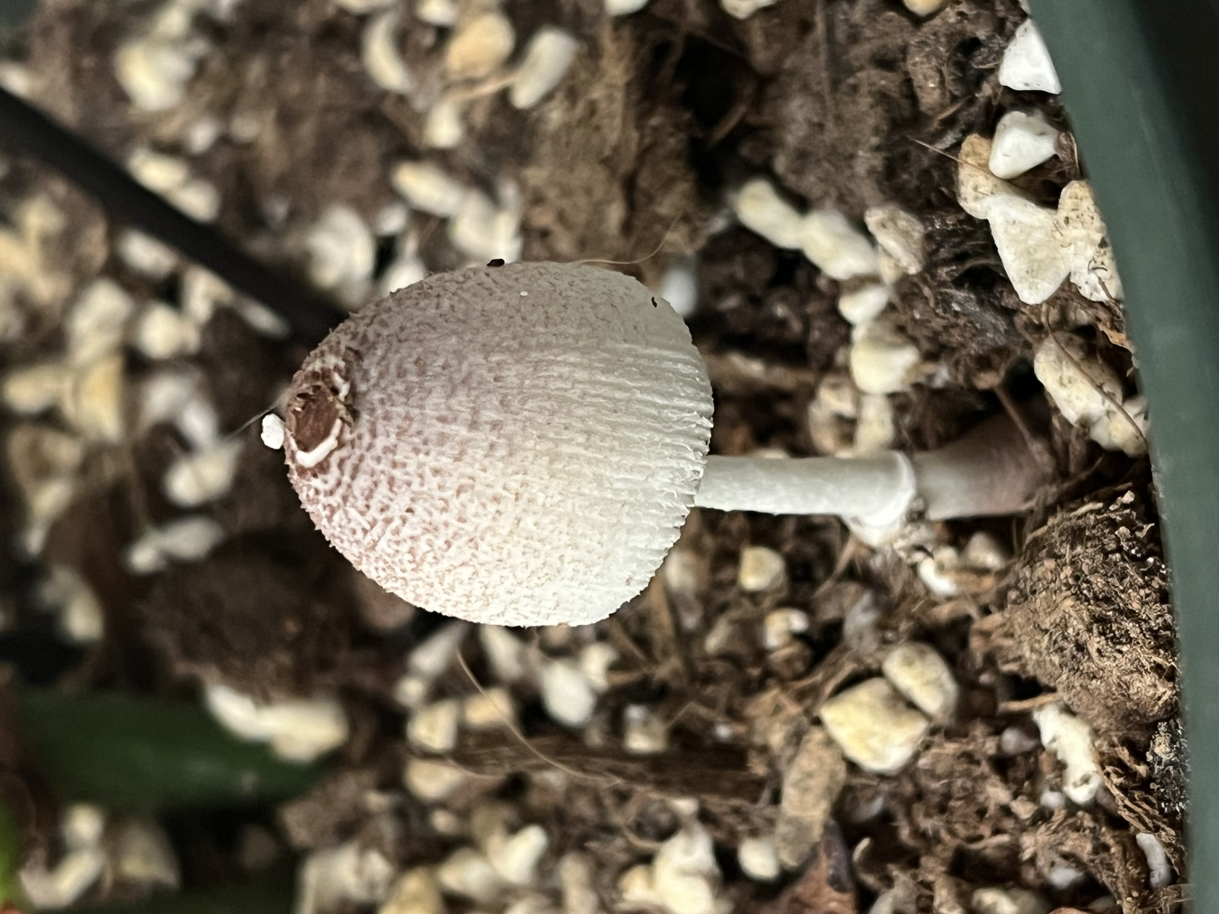 mushroomimage